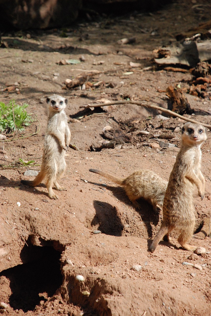 meerkat zoo animal free photo