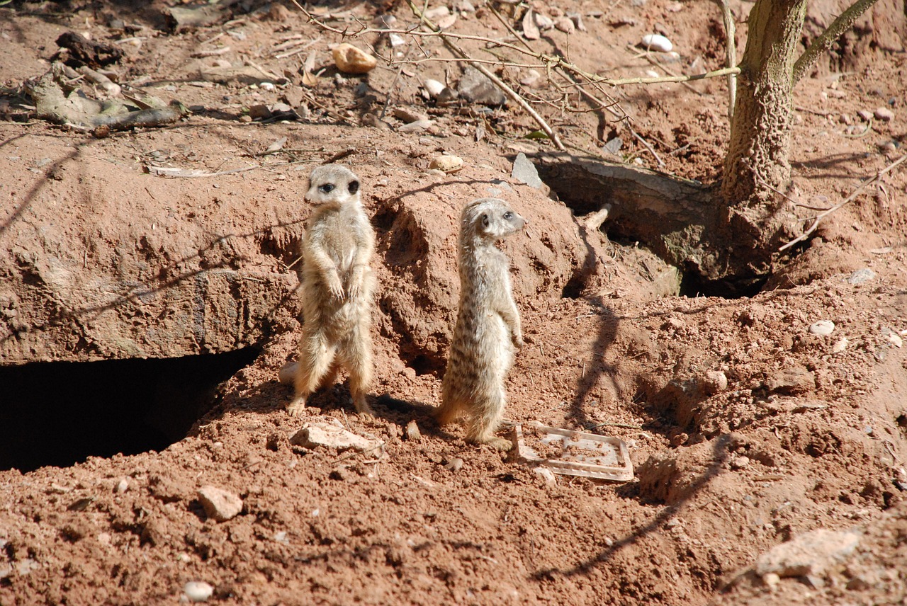 meerkat zoo animal free photo