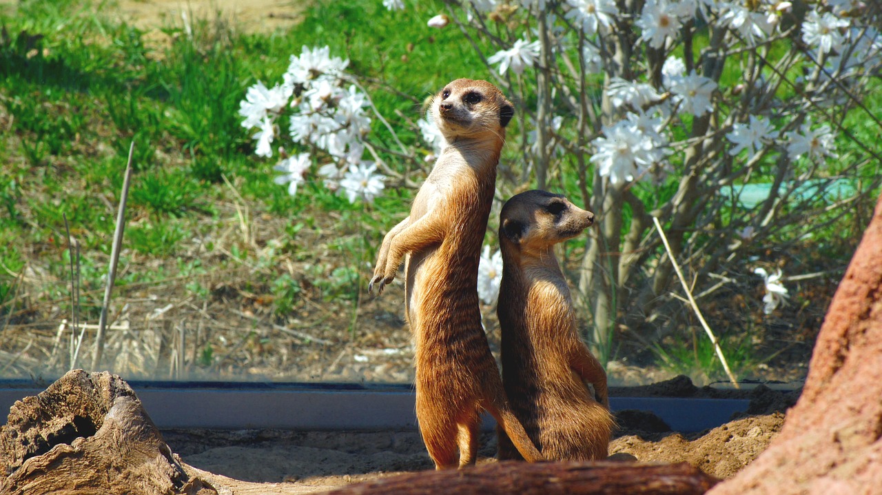 meerkat animals mammal free photo