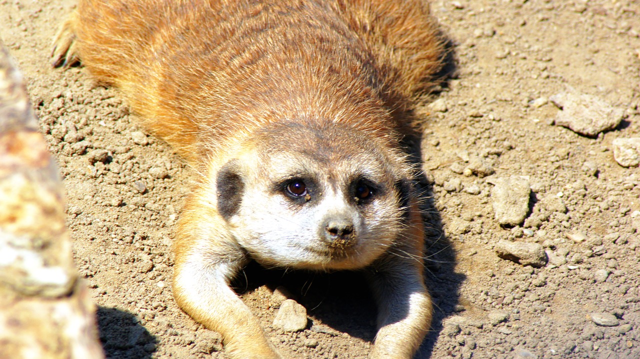 meerkat face wildlife free photo