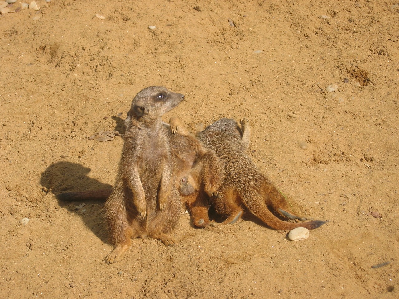 meerkat zoo animals free photo
