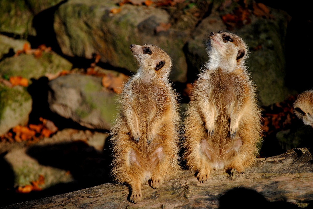 meerkat zoo animals free photo