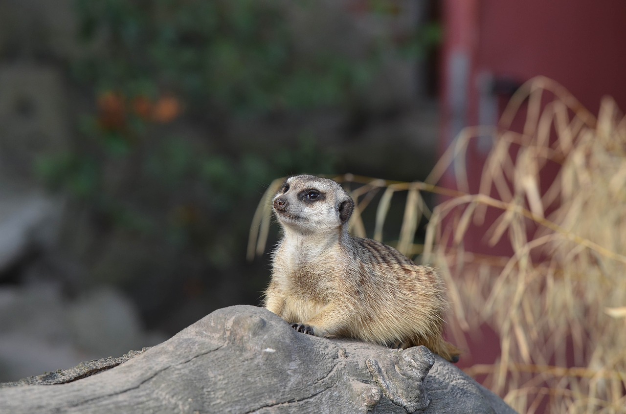 meerkat zoo cute free photo
