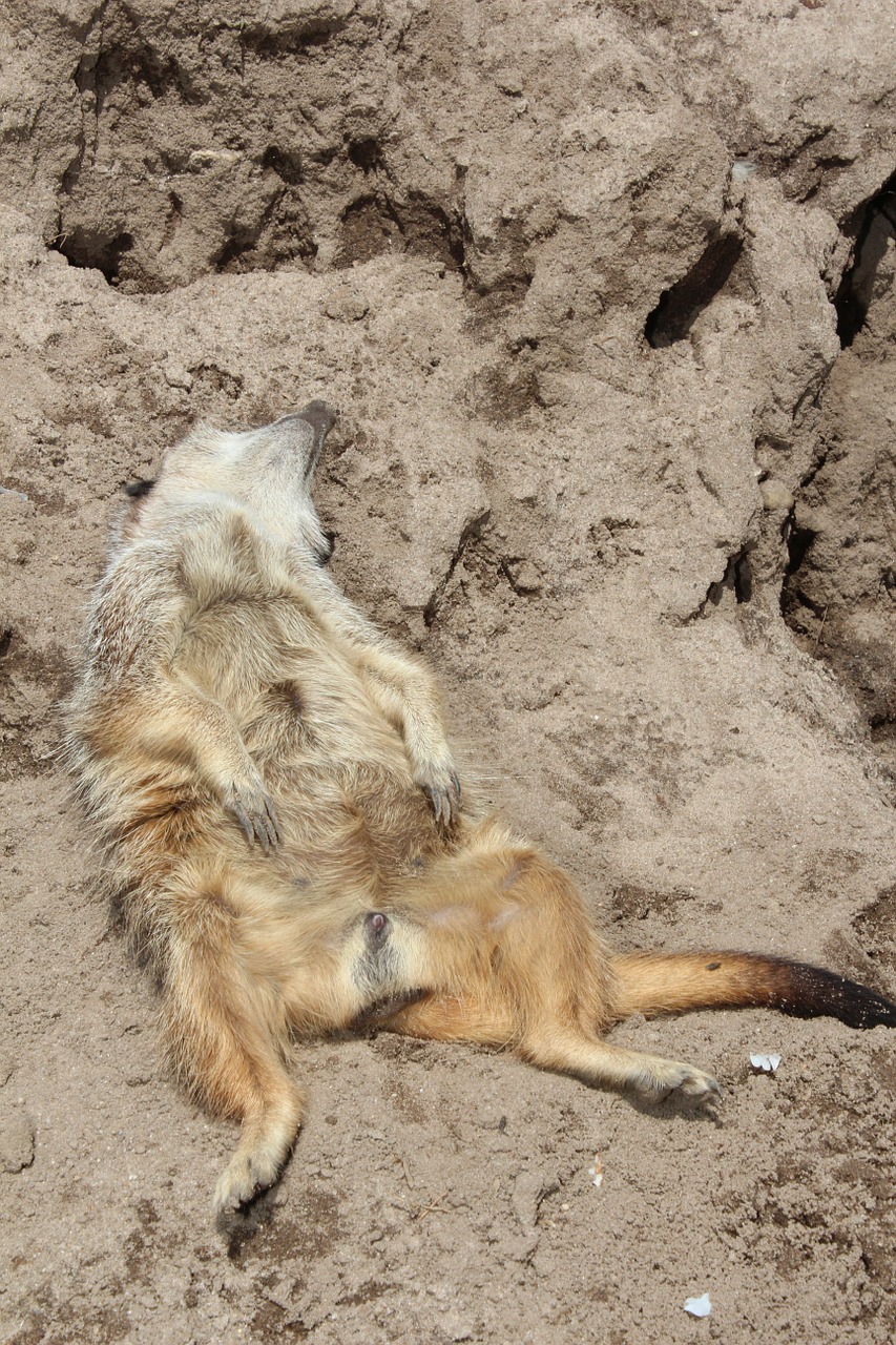 meerkat animal wildlife photography free photo