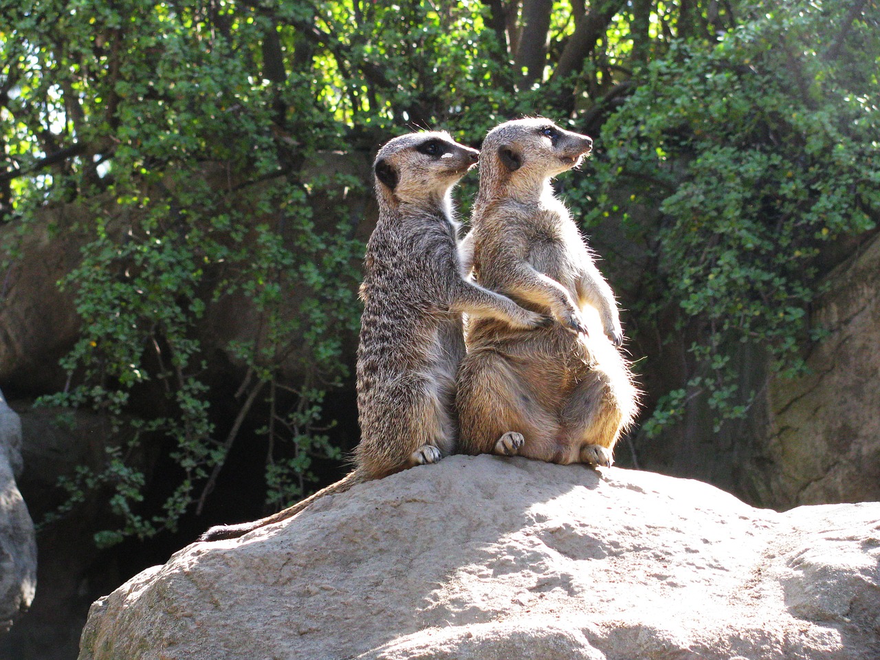 meerkat cute mammal free photo