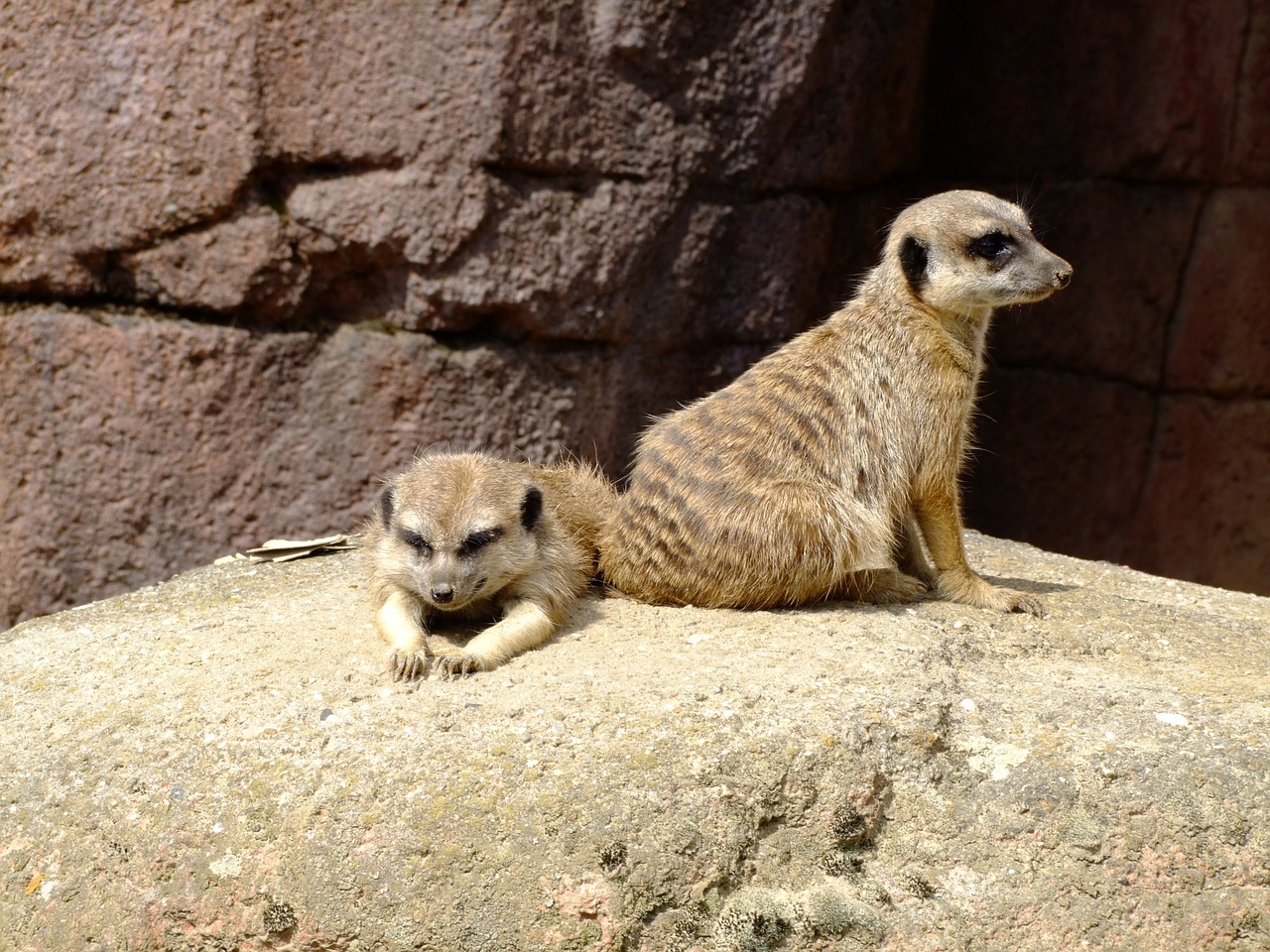 meerkat animal zoo free photo