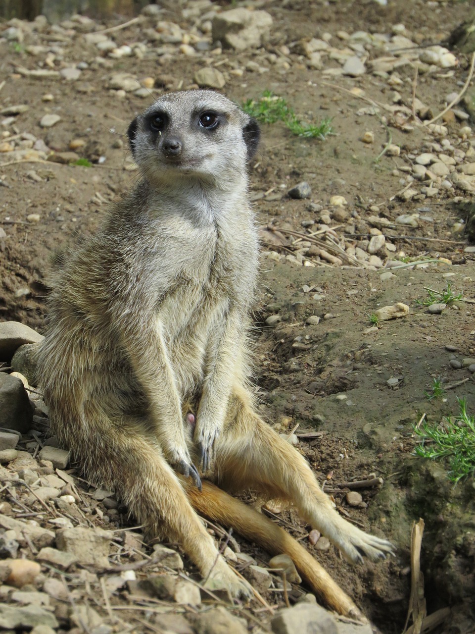 meerkat zoo africa free photo