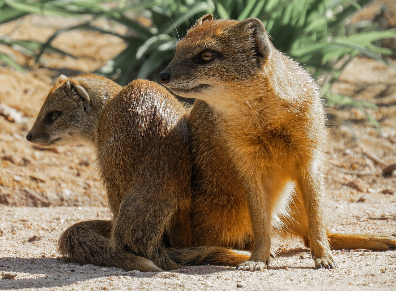 meerkat small eye free photo