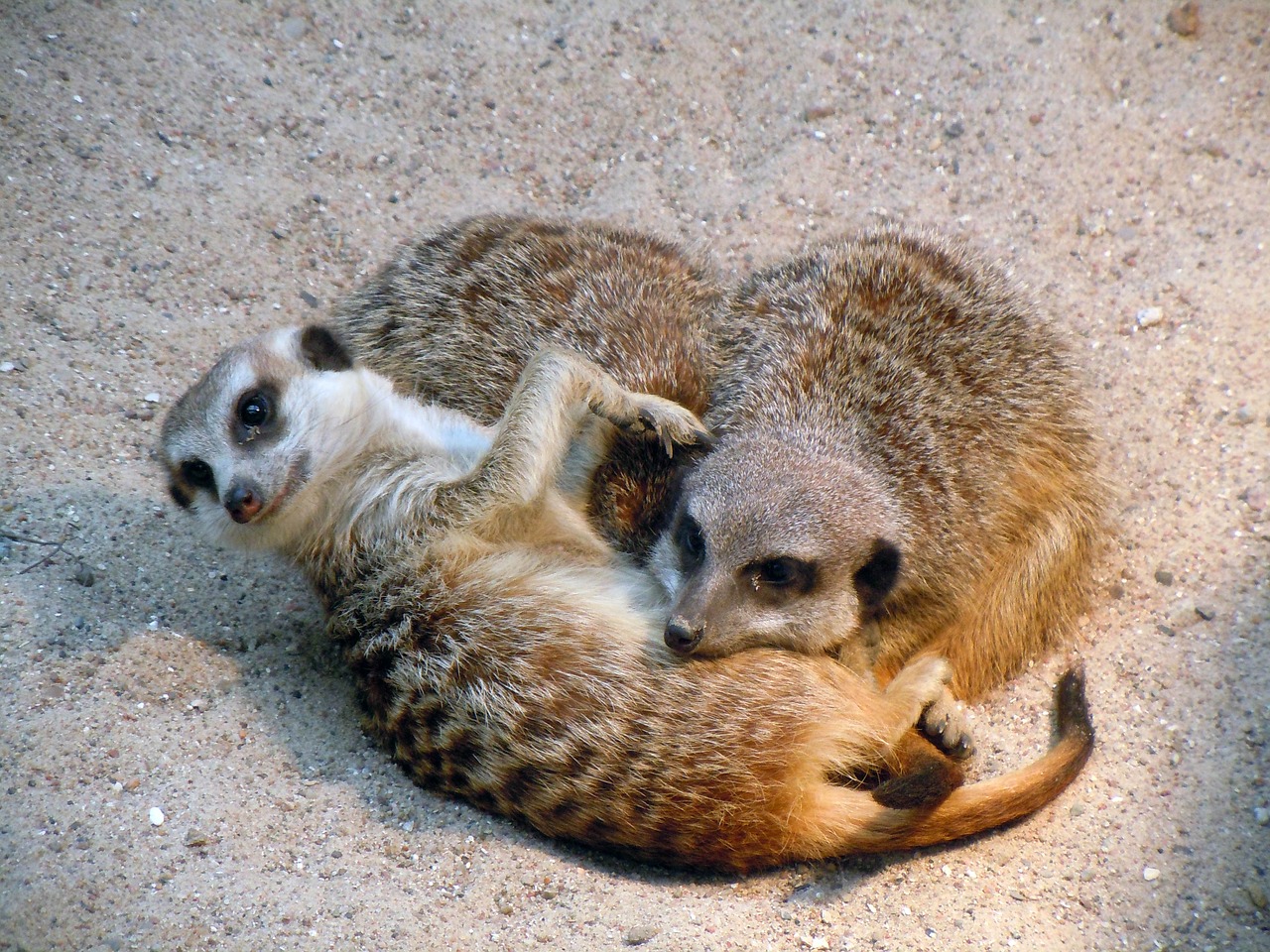 meerkat snuggled sleeping free photo