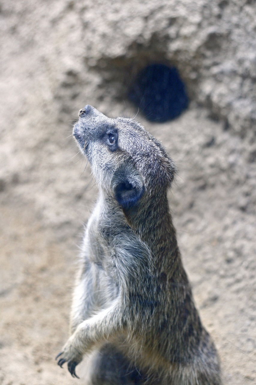 meerkat desert animals free photo