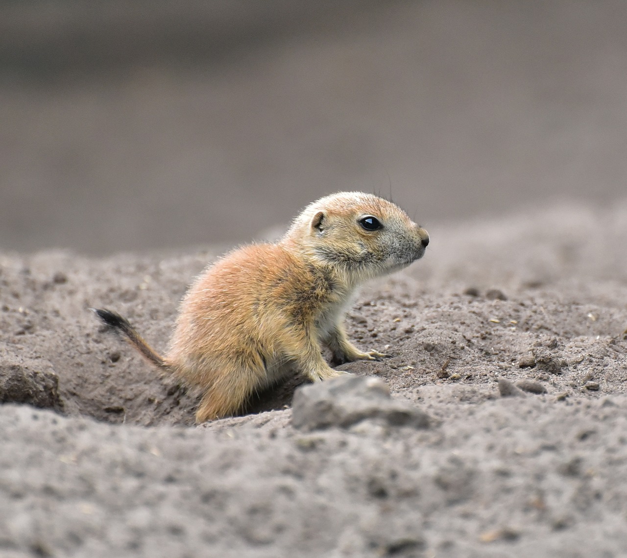 meerkat baby animal free photo