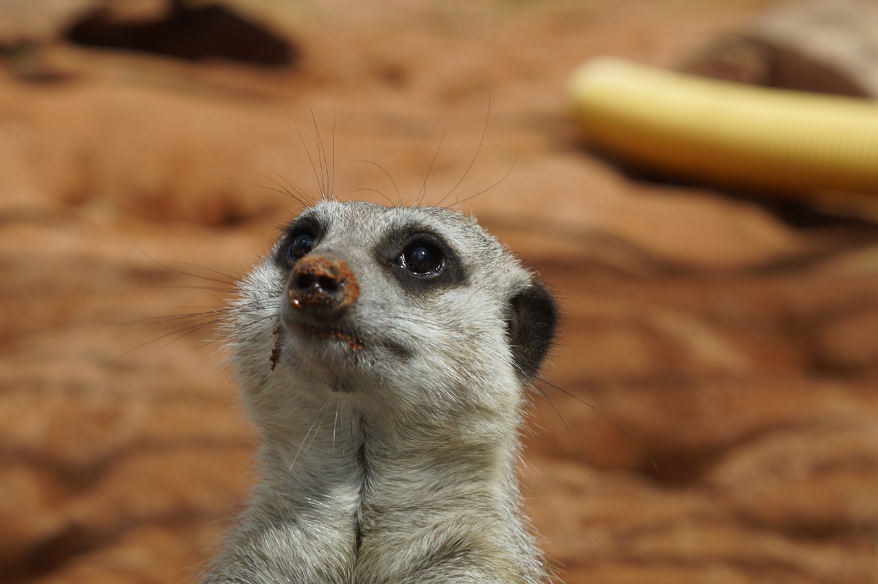 meerkat head portrait free photo