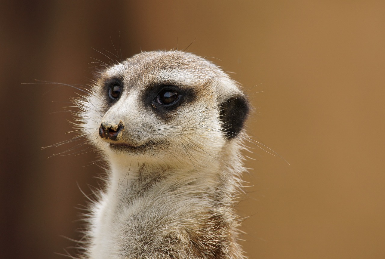 meerkat zoo animal free photo