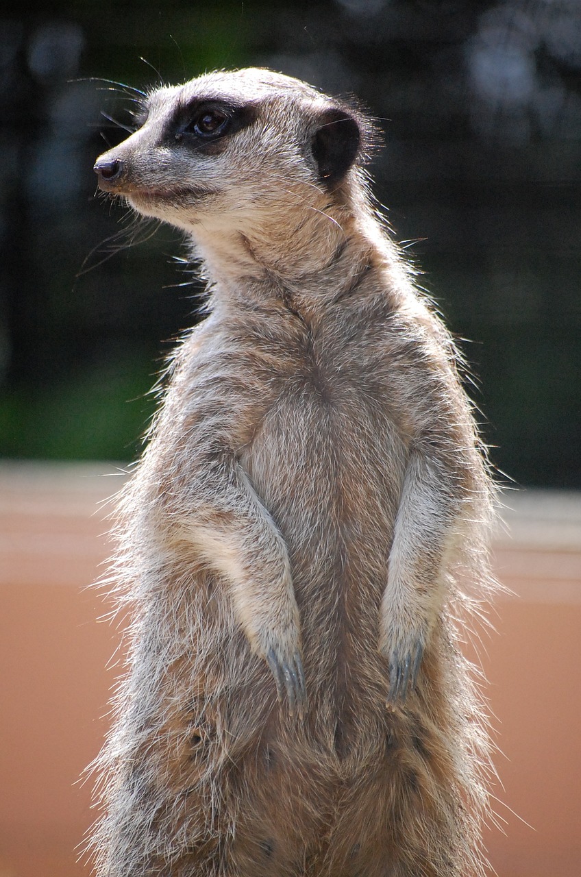 meerkat standing animal free photo