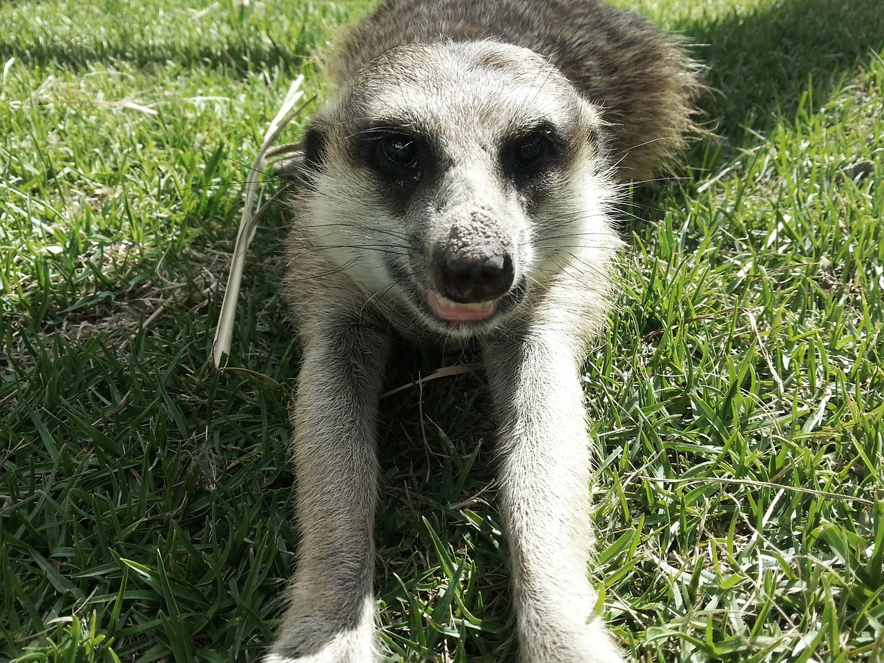 meerkat nature wildlife free photo