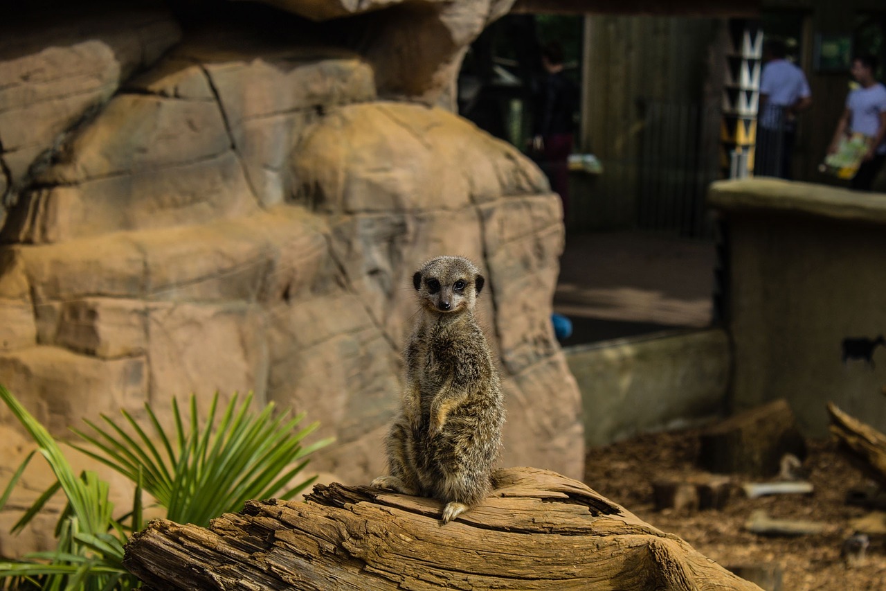 meerkat zoo pet free photo