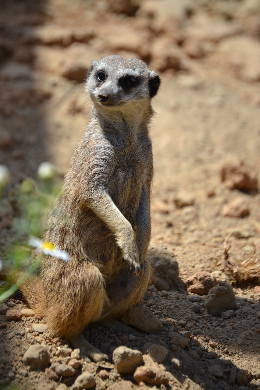 meerkat sweet wild free photo