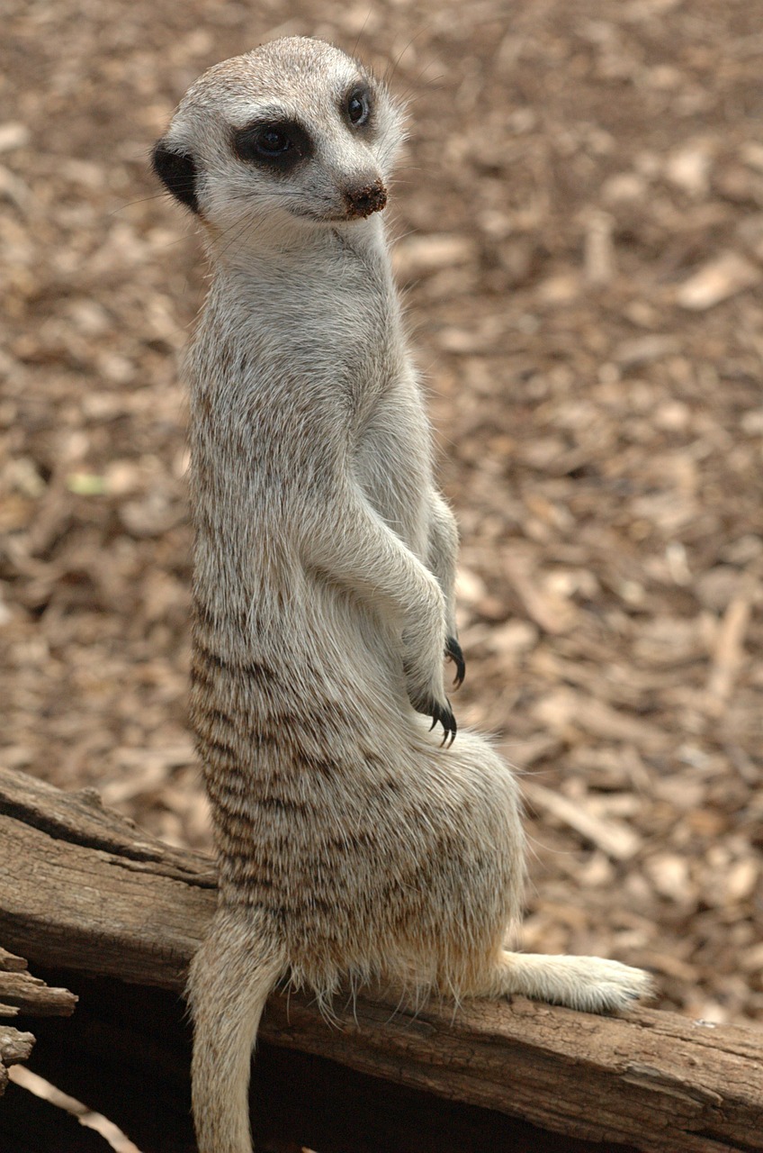 meerkat standing animal free photo