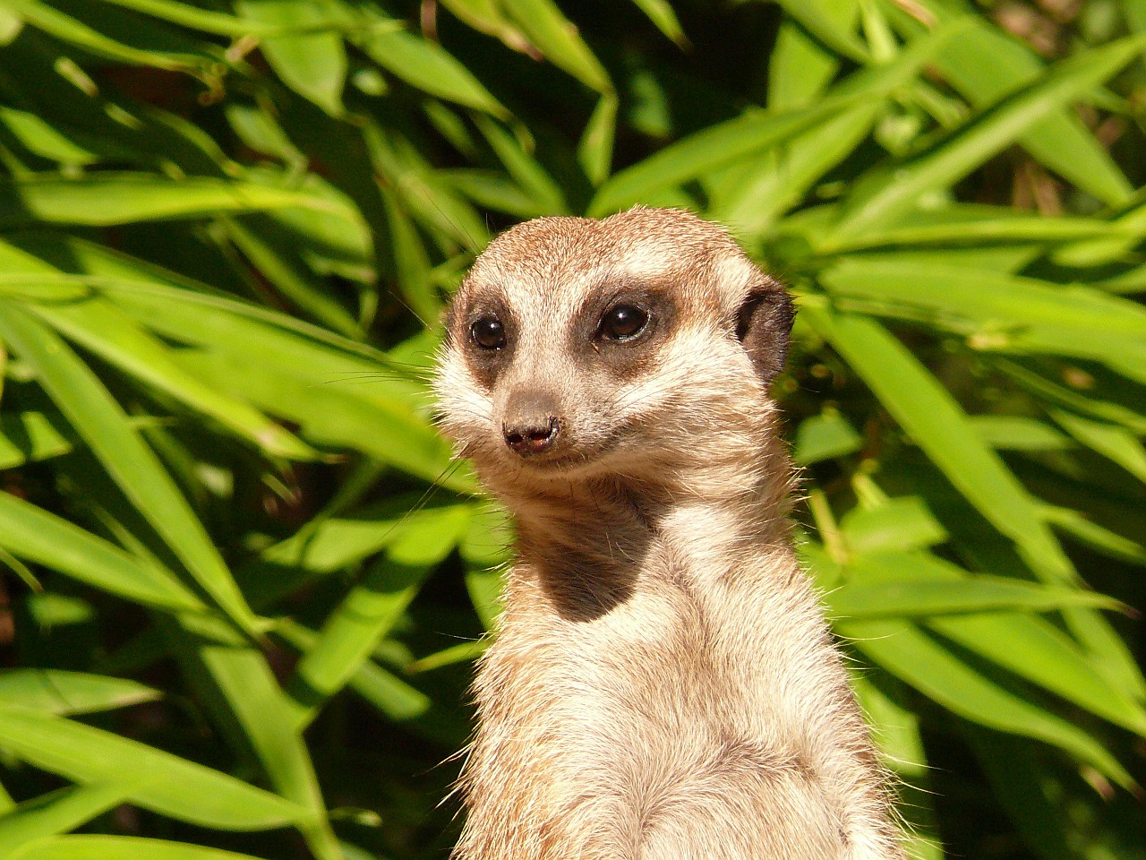 meerkat nager nature free photo