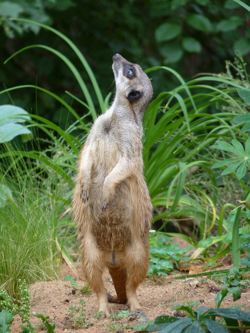 meerkat guard animal free photo