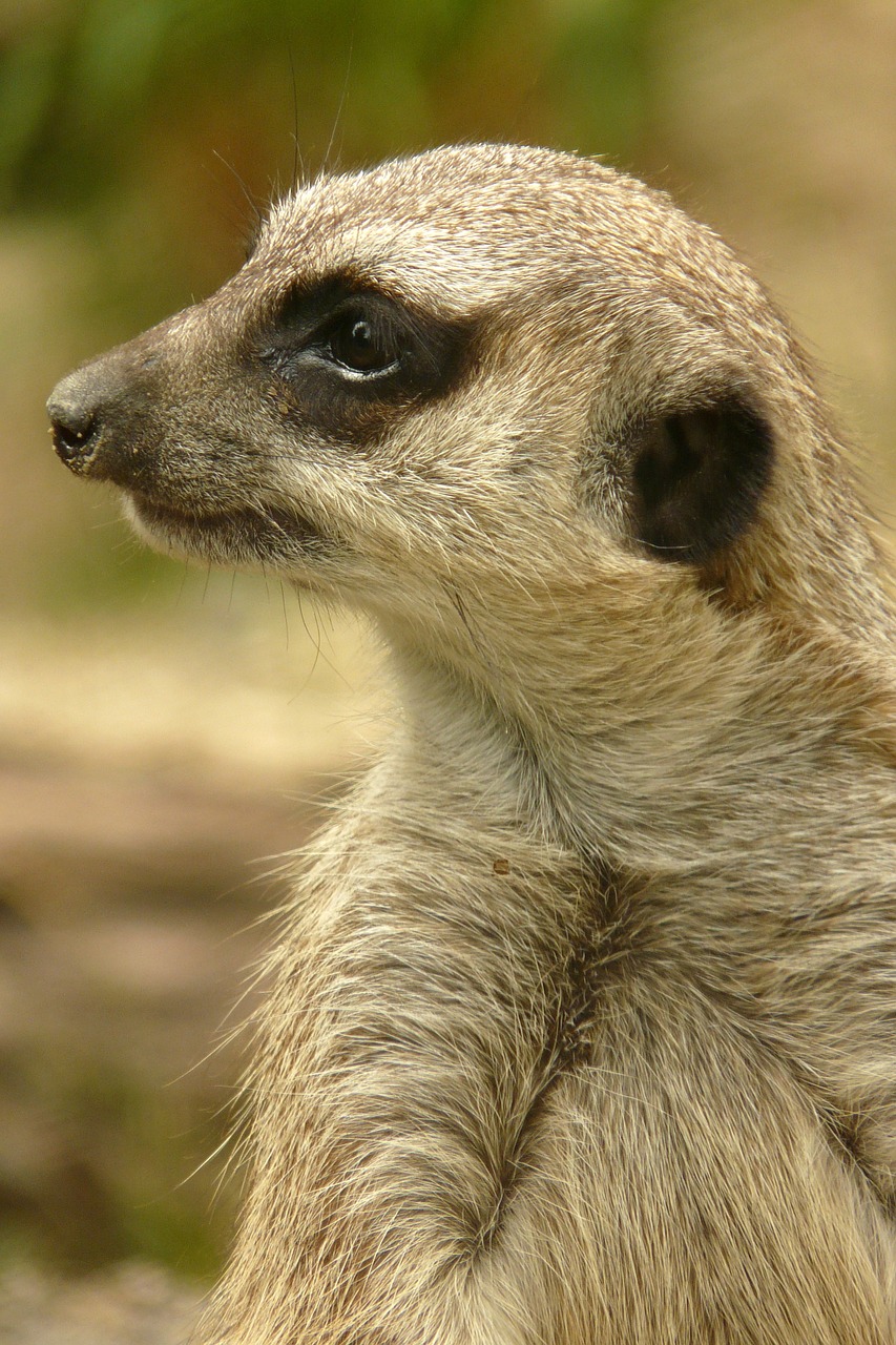 meerkat animal keep an eye out free photo