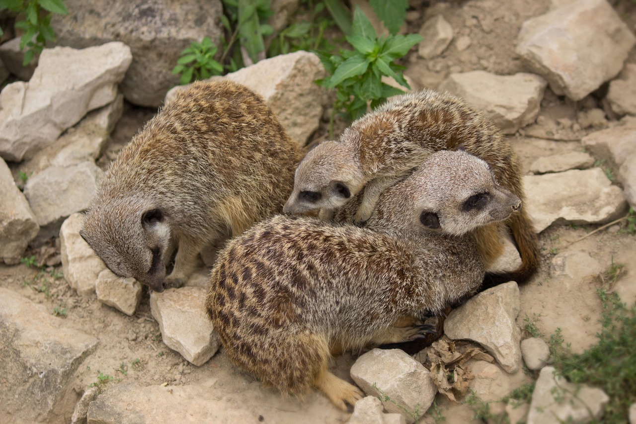 Download free photo of Meerkat,family,young animals,snuggle,group - from  