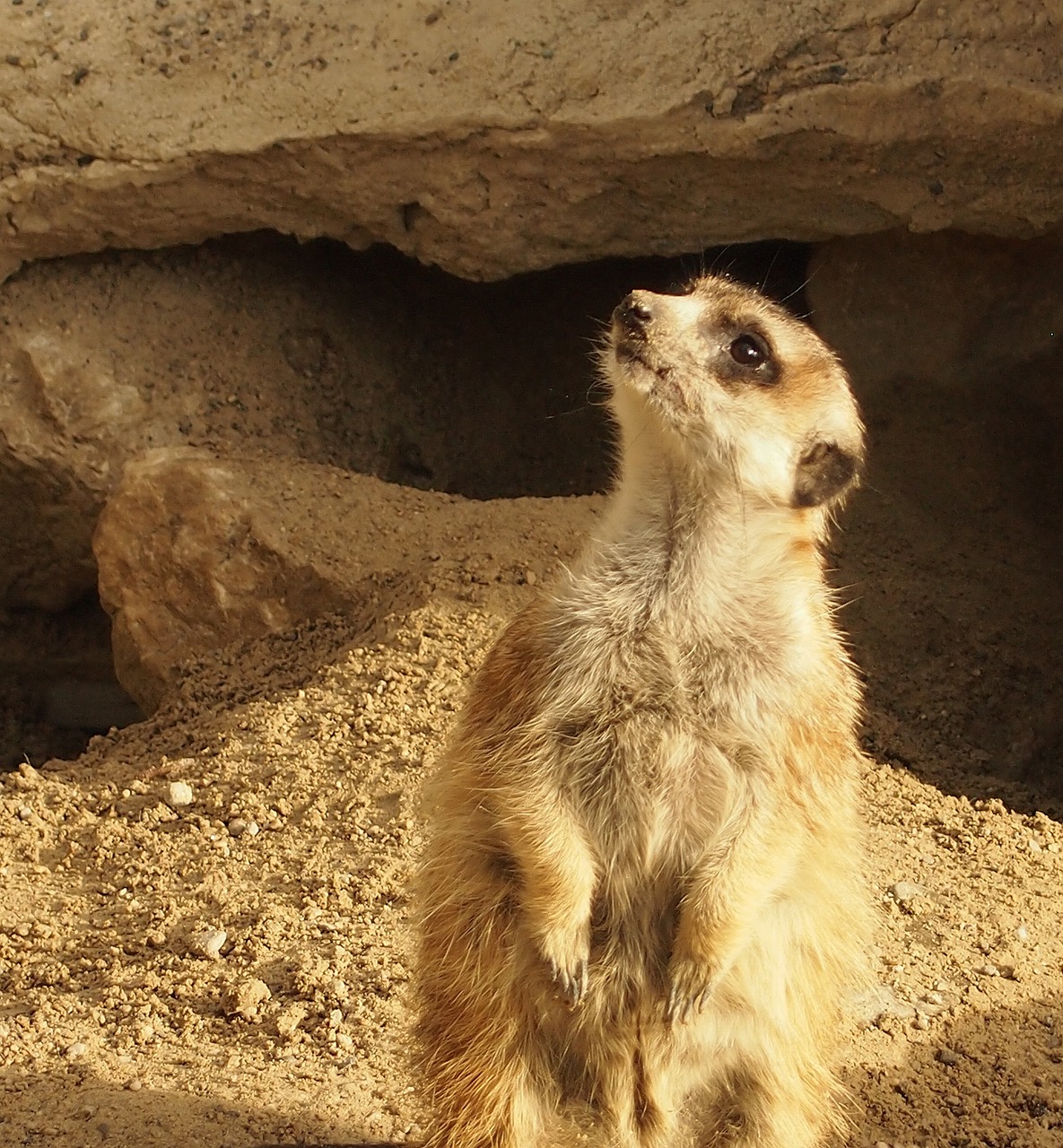 meerkat asking nature free photo