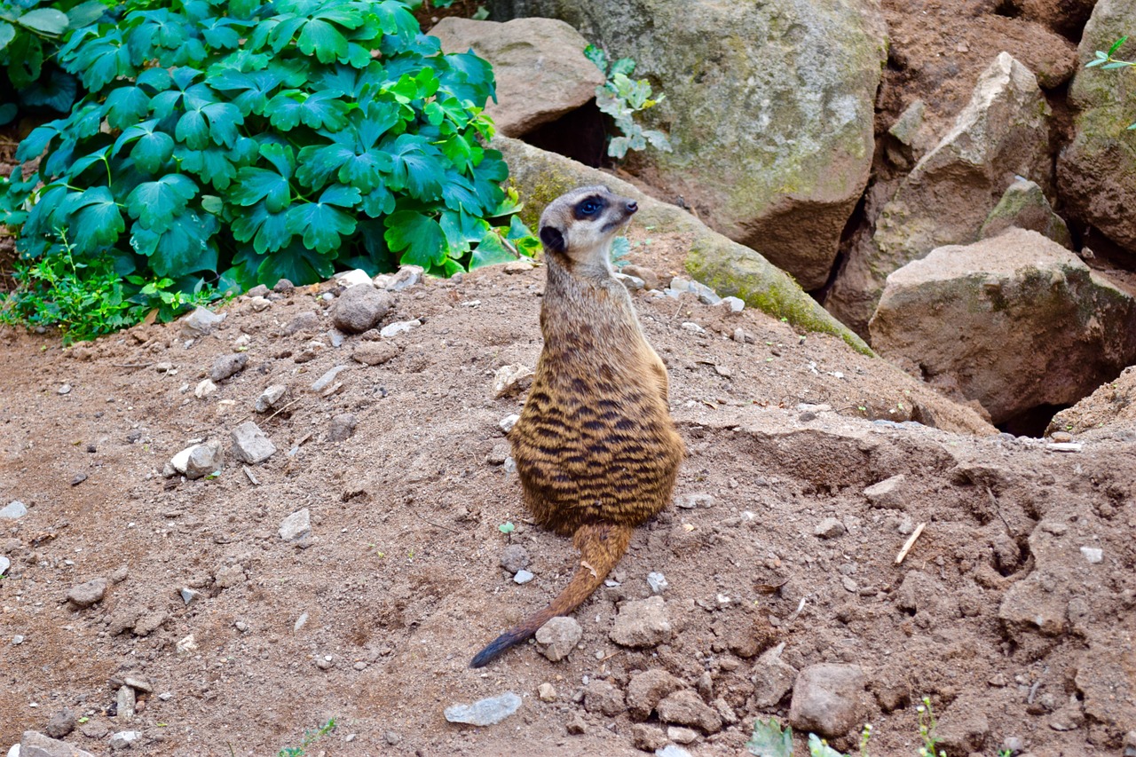 meerkat tiergarten sit free photo