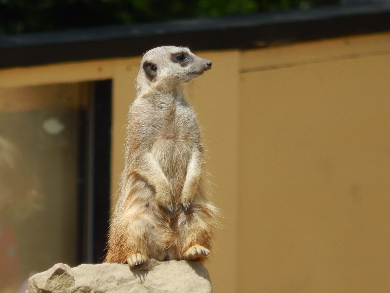 meerkat animal mammal free photo
