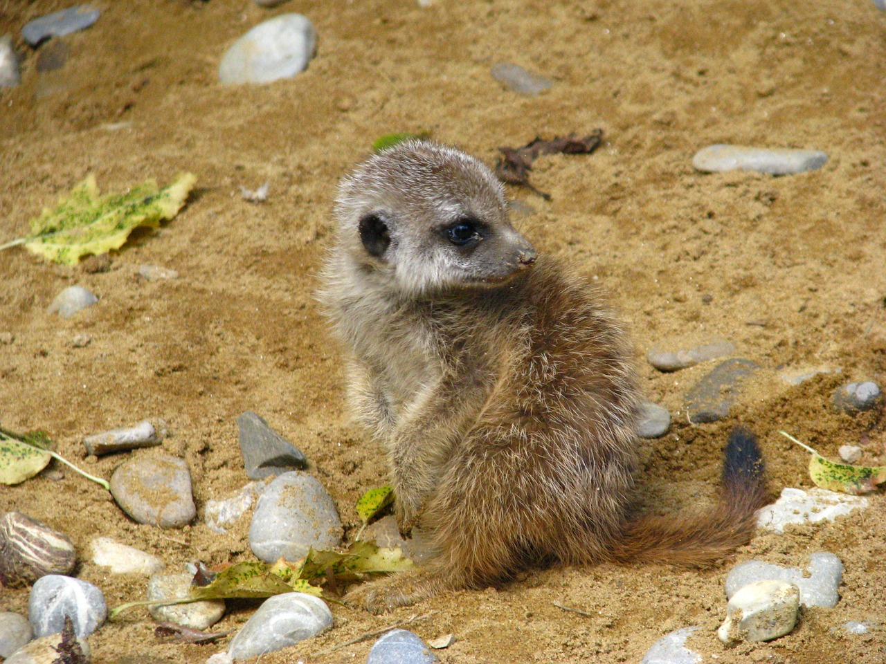 meerkat animal world baby animal free photo