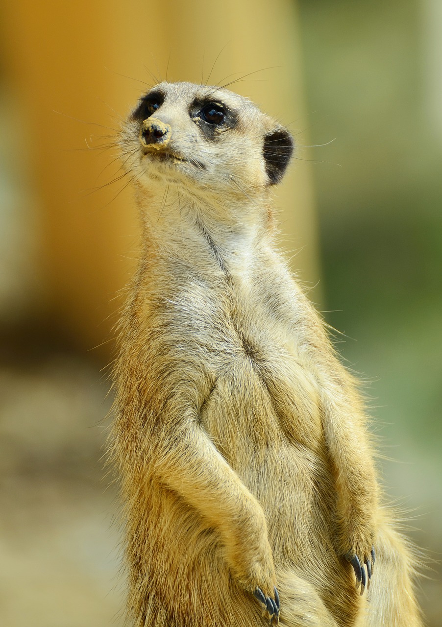 meerkat animal guard free photo