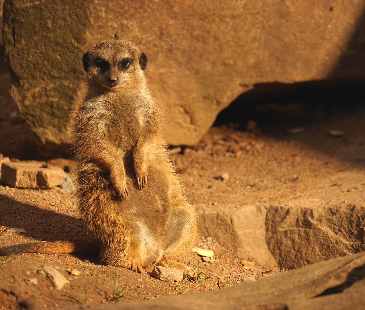 meerkat guards attention free photo