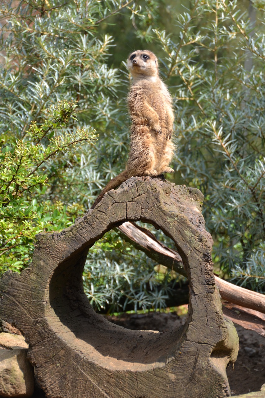 meerkat suricata suricatta mammal free photo
