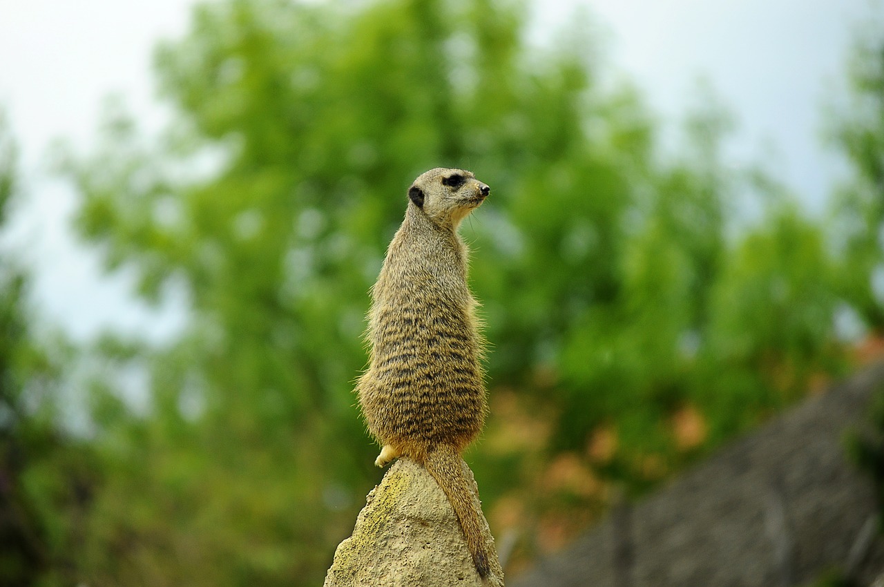 meerkat view observer free photo