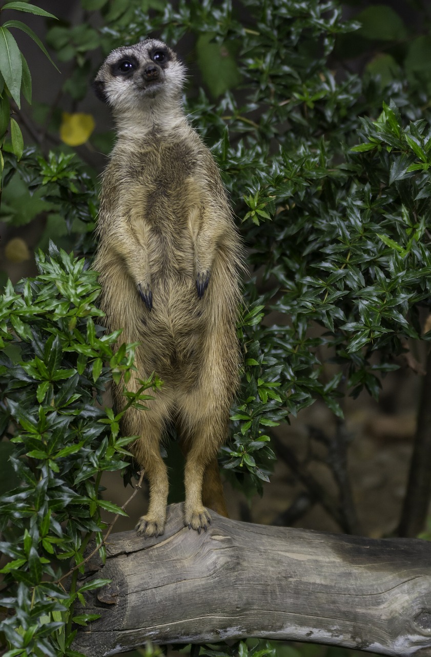 meerkat zoo fur free photo