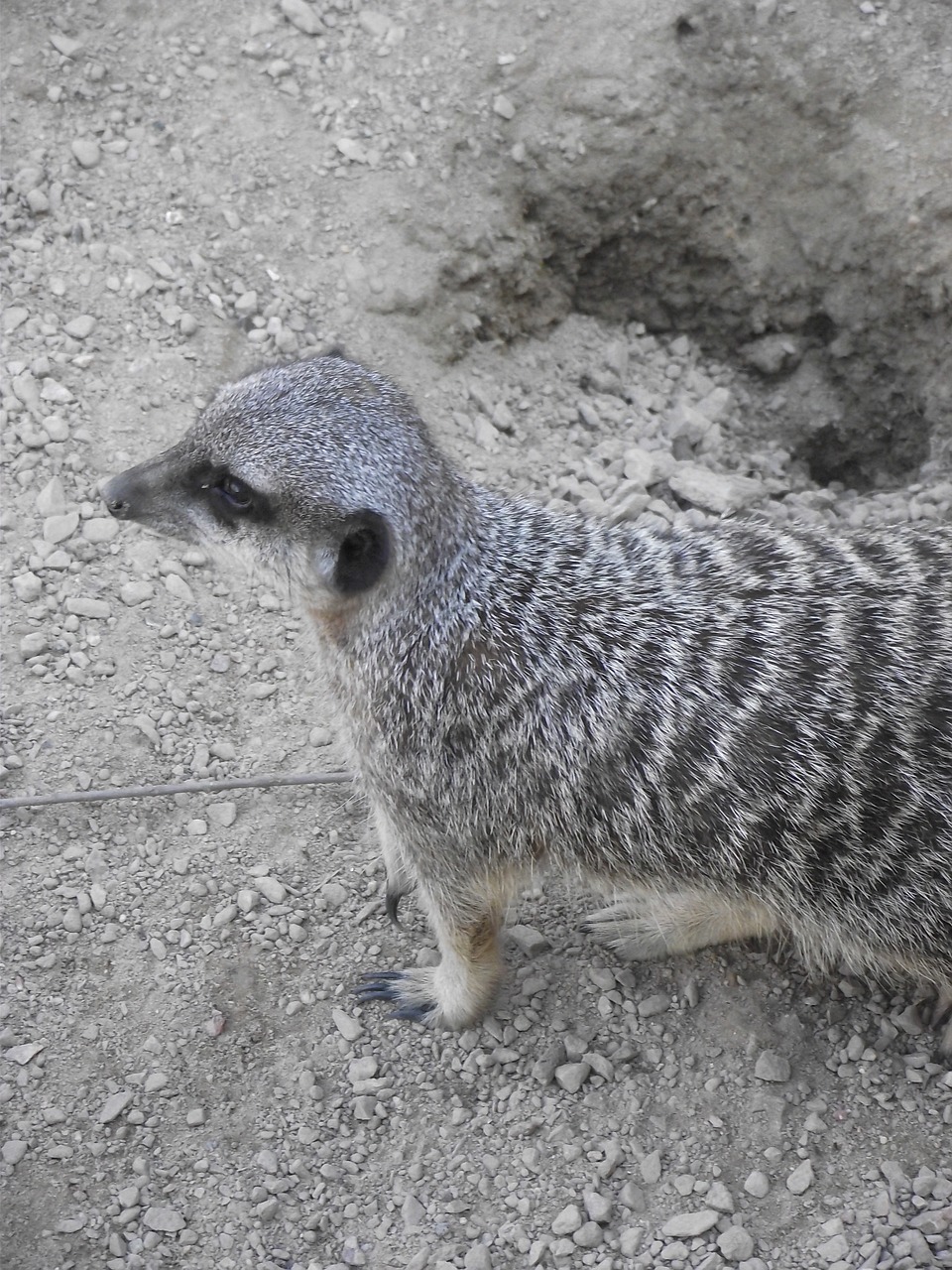 meerkat wild zoo free photo