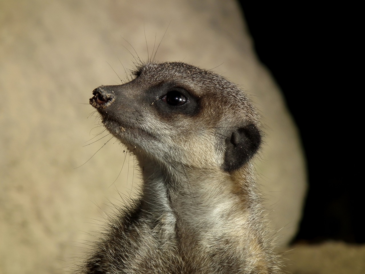 meerkat meercat scharrtier free photo