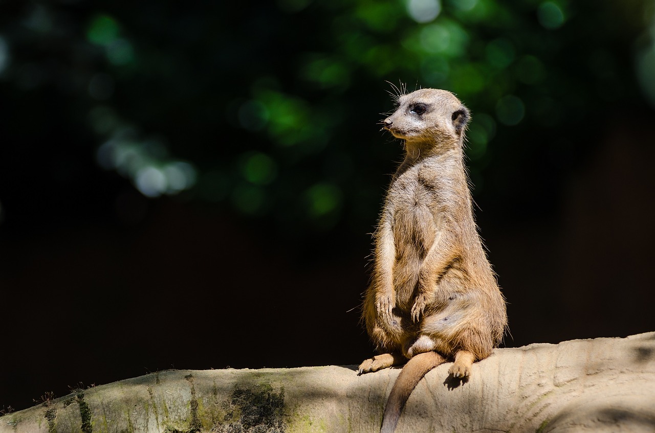 meerkat mongoose guard free photo