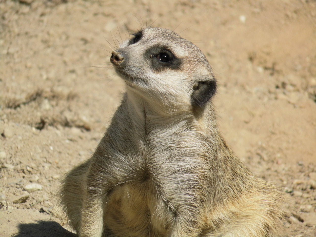 meerkat wild animal cute free photo