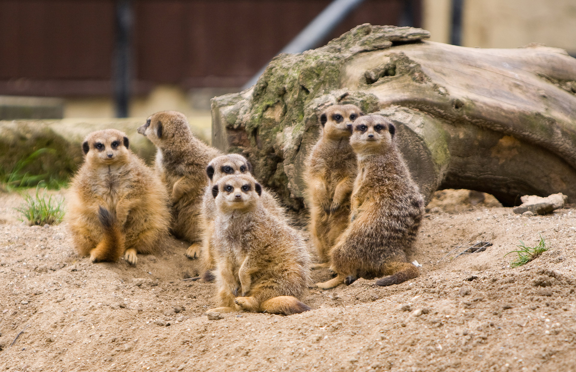 meerkat meerkats family free photo