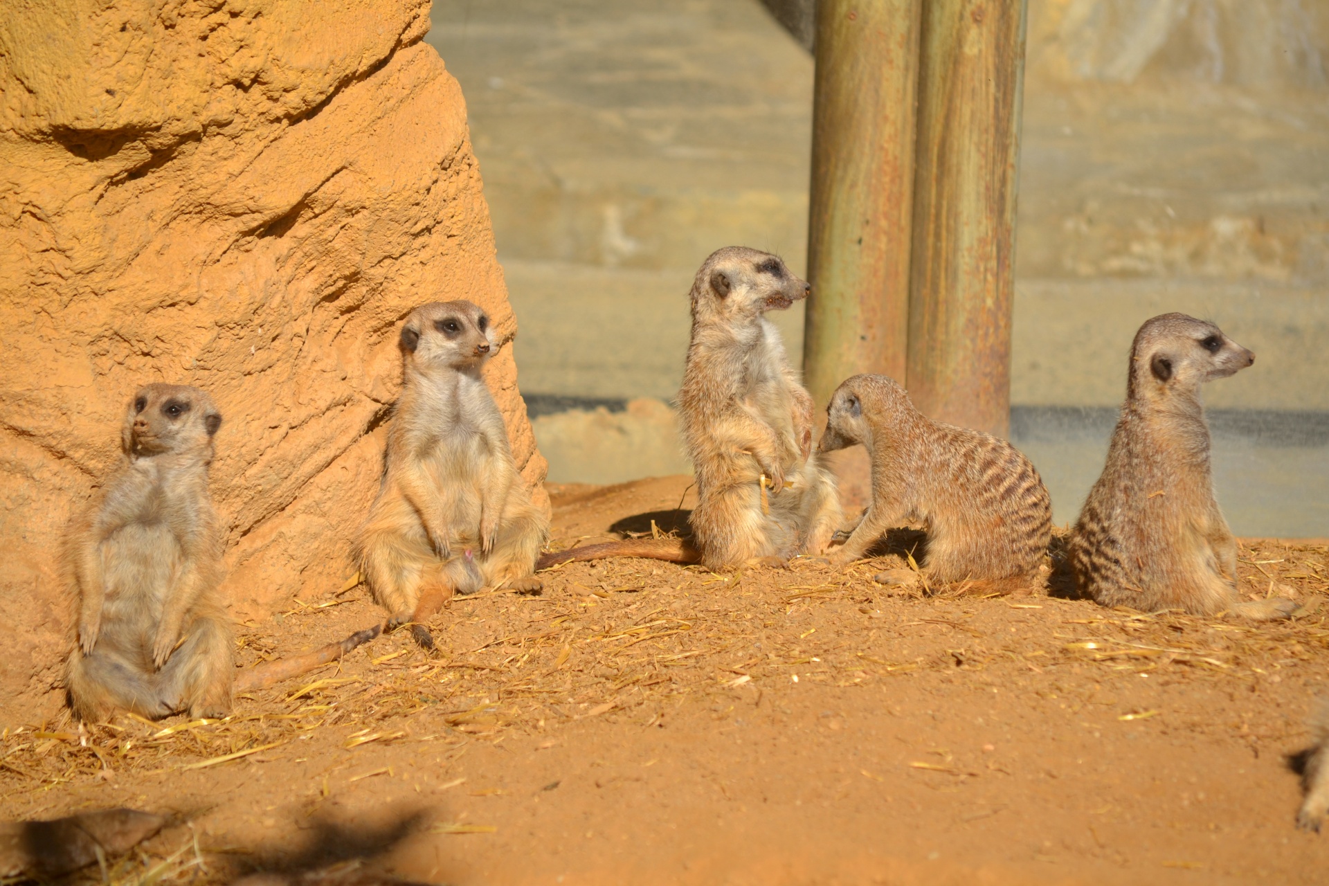 meerkat wild nature free photo