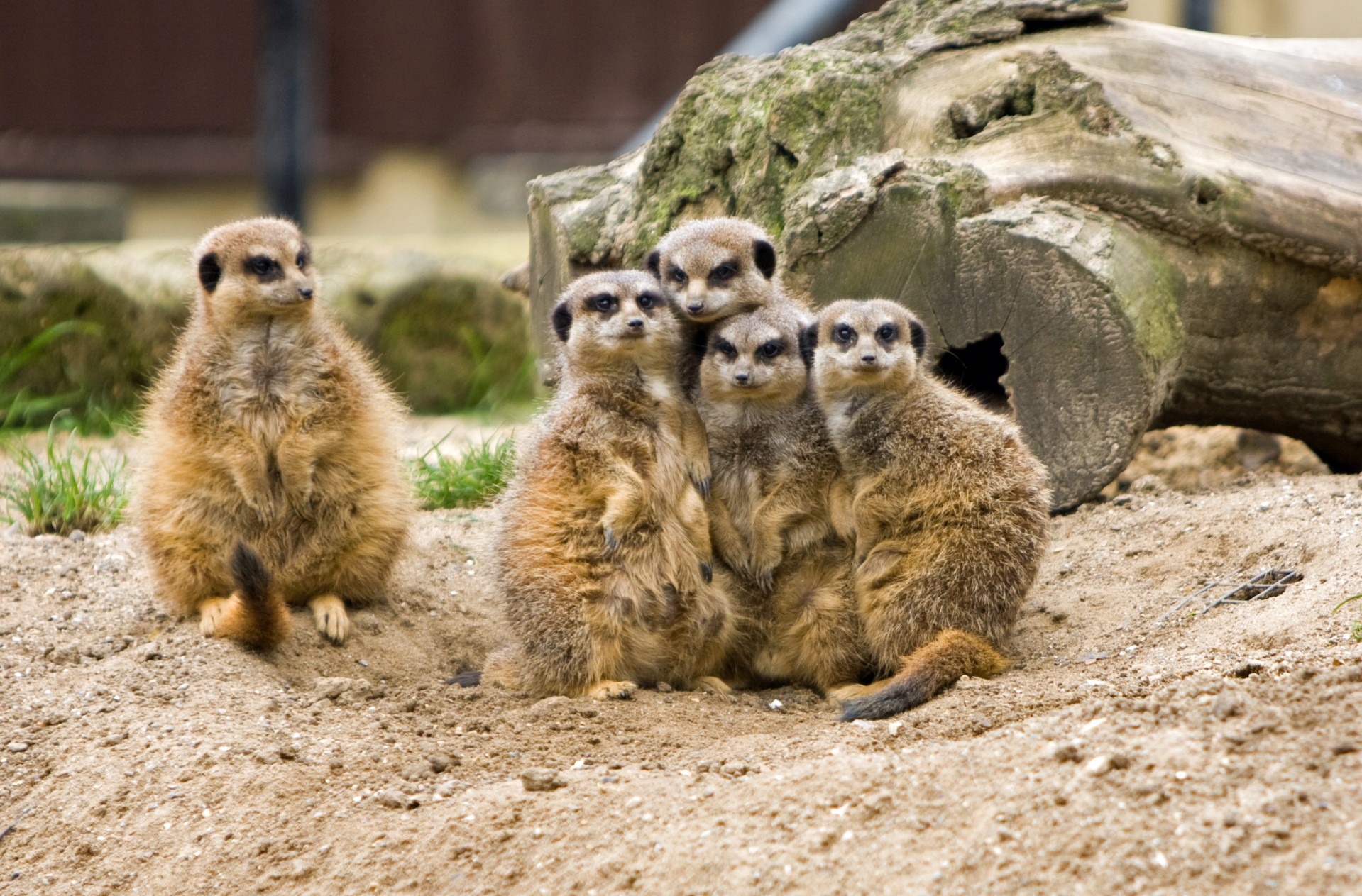 meerkat meerkats animal free photo