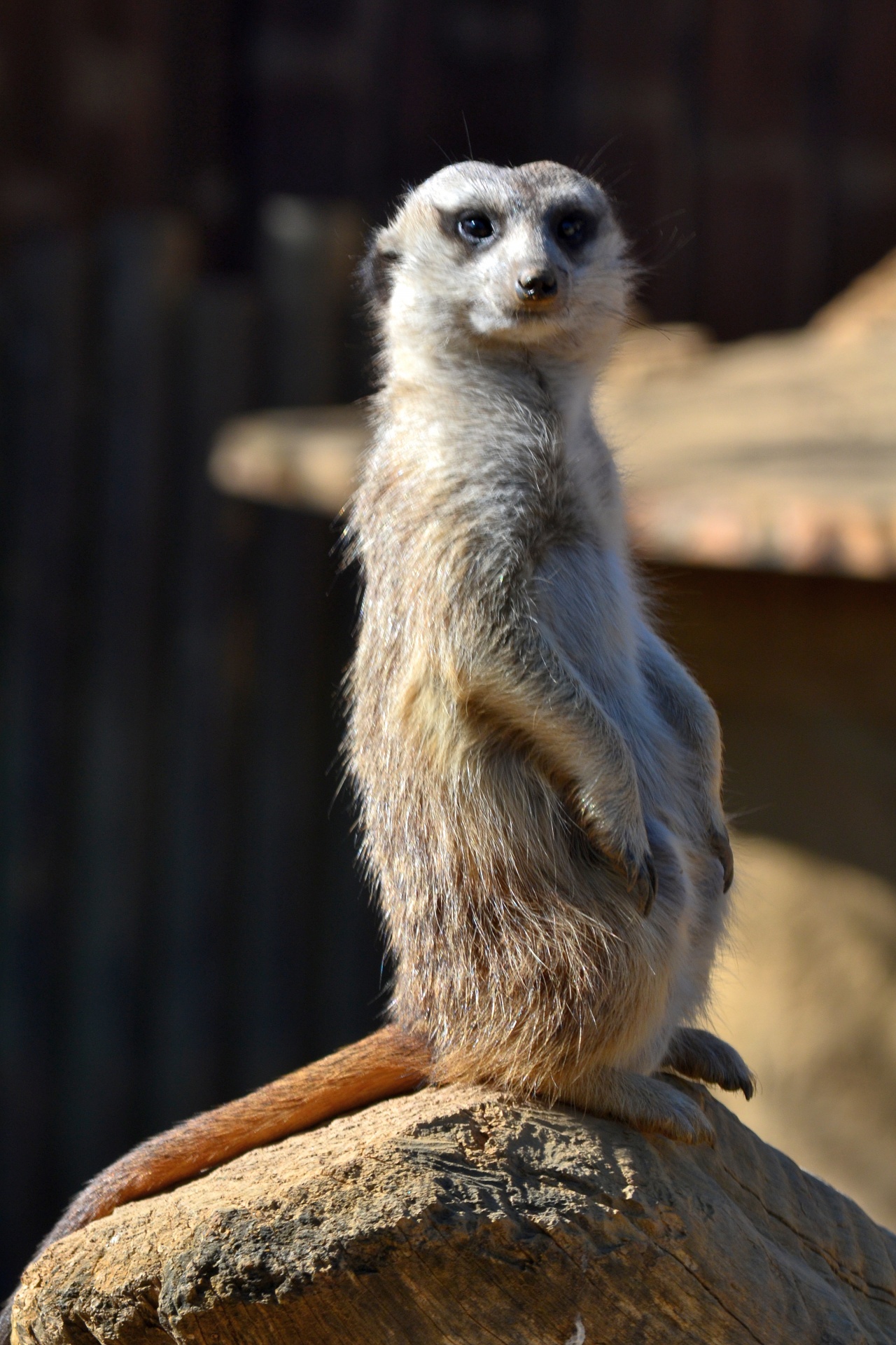 meerkat wild nature free photo