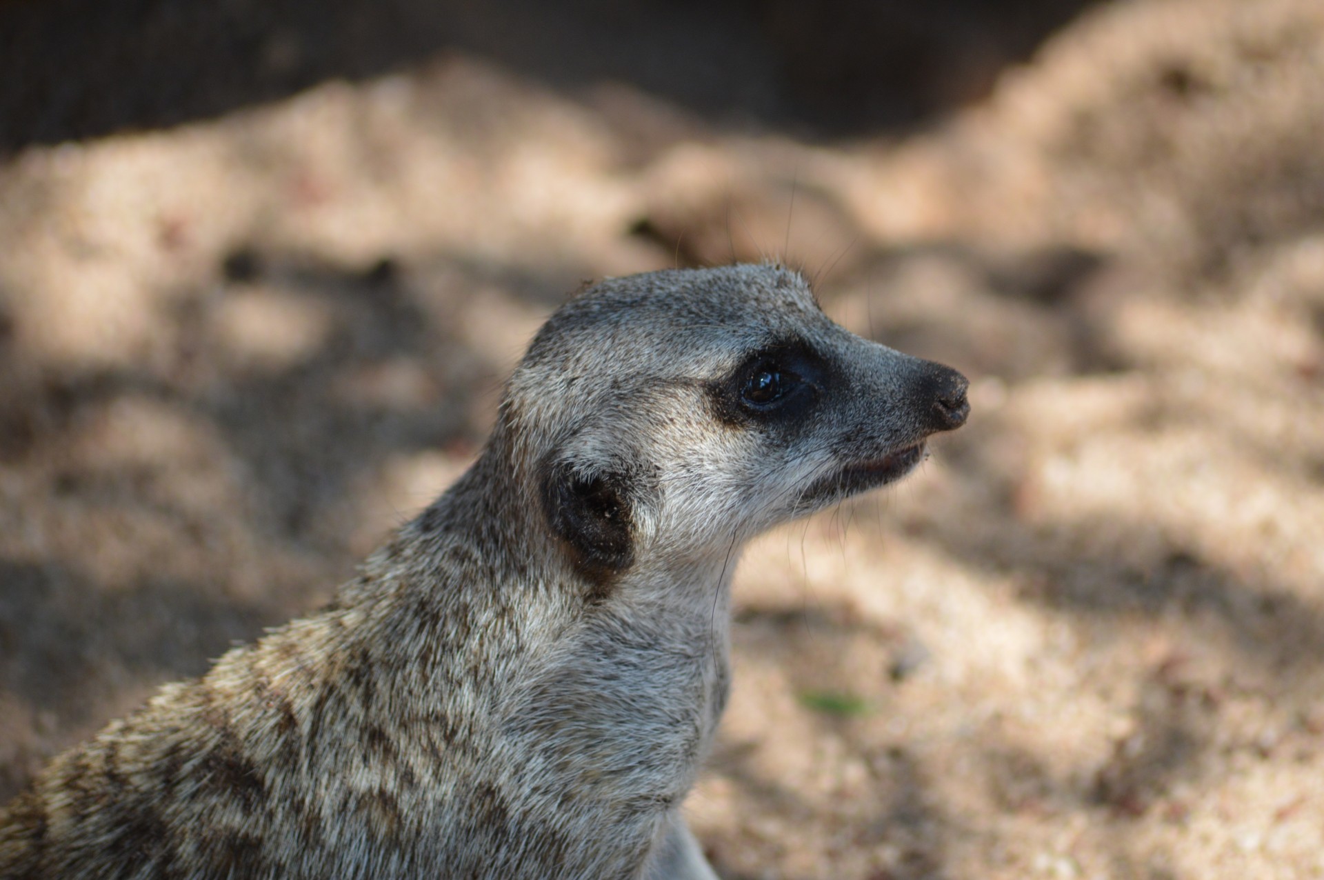 meerkat royal melbourne zoo animals free photo