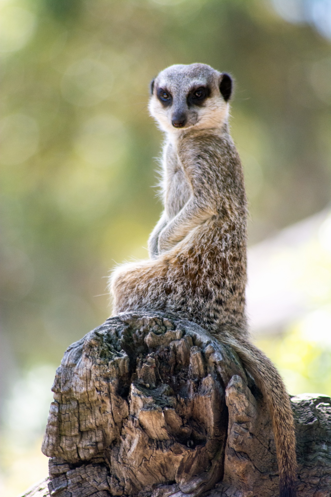 meerkat animal animals free photo
