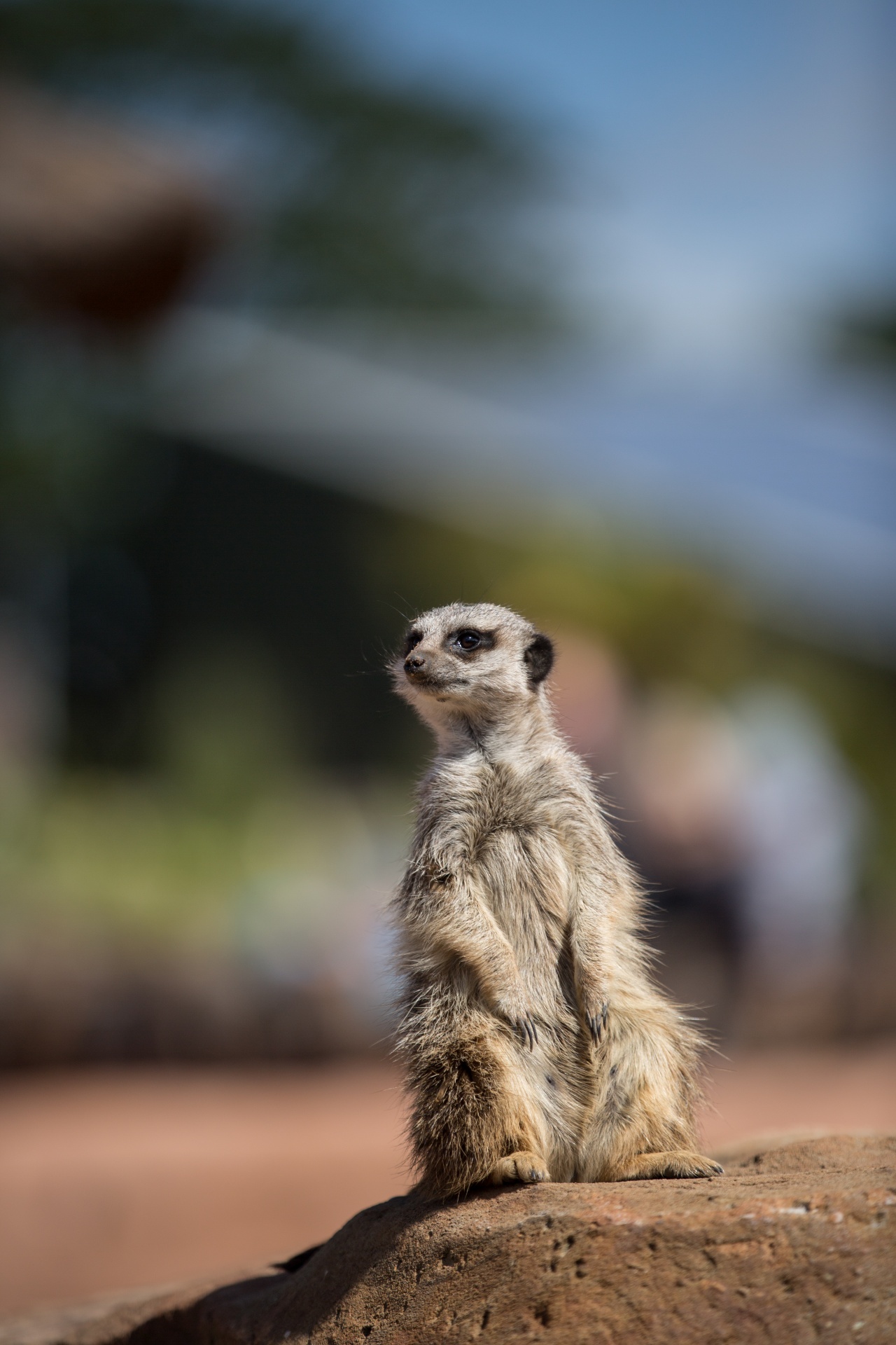 zoo meerkat meercat free photo