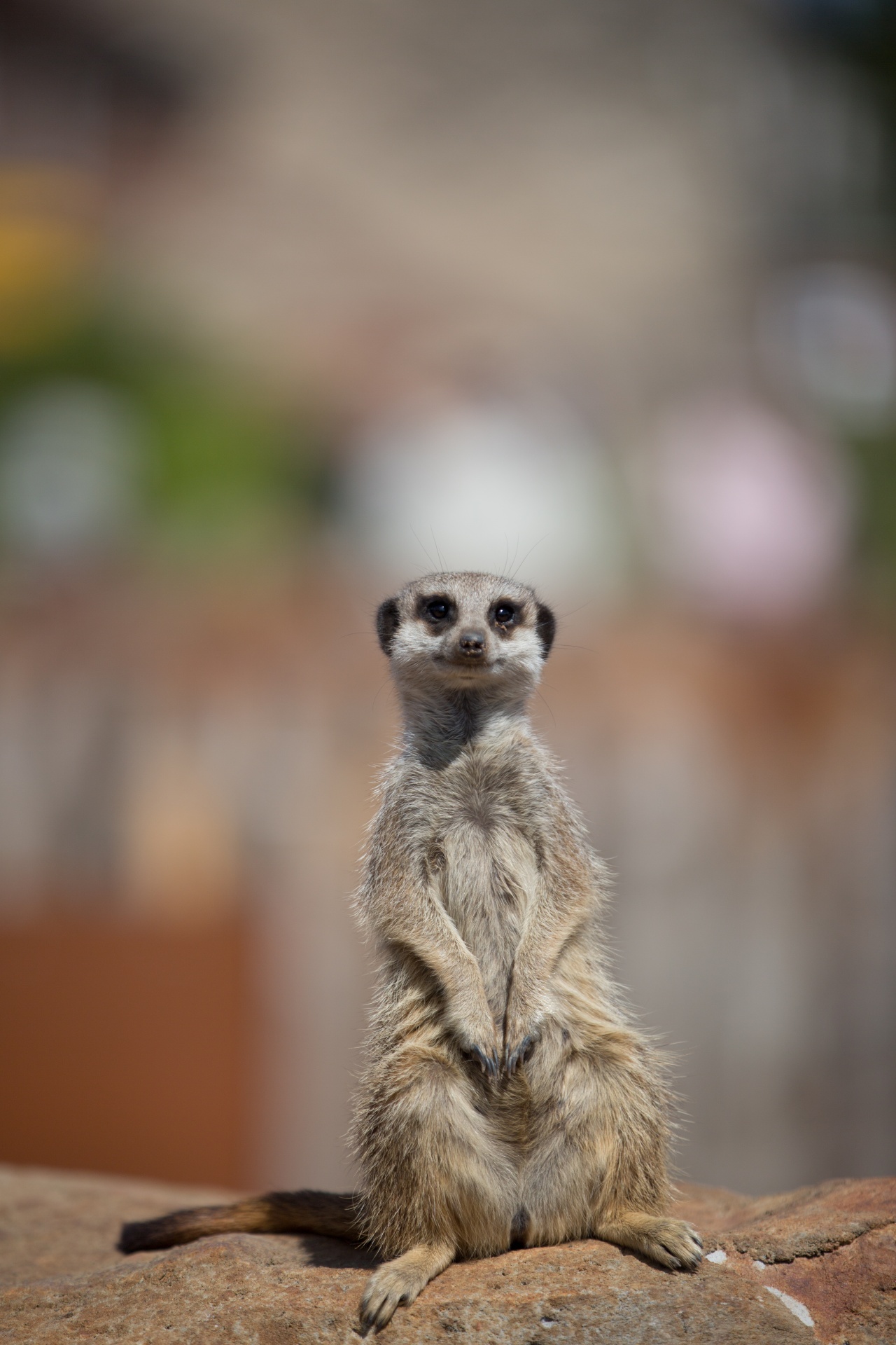 zoo meerkat meercat free photo