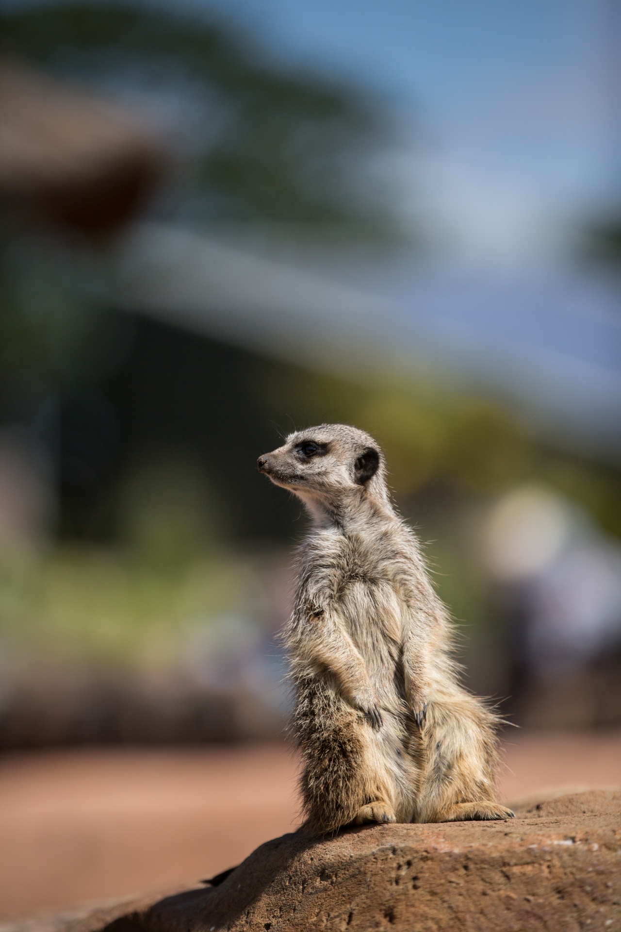 zoo meerkat meercat free photo