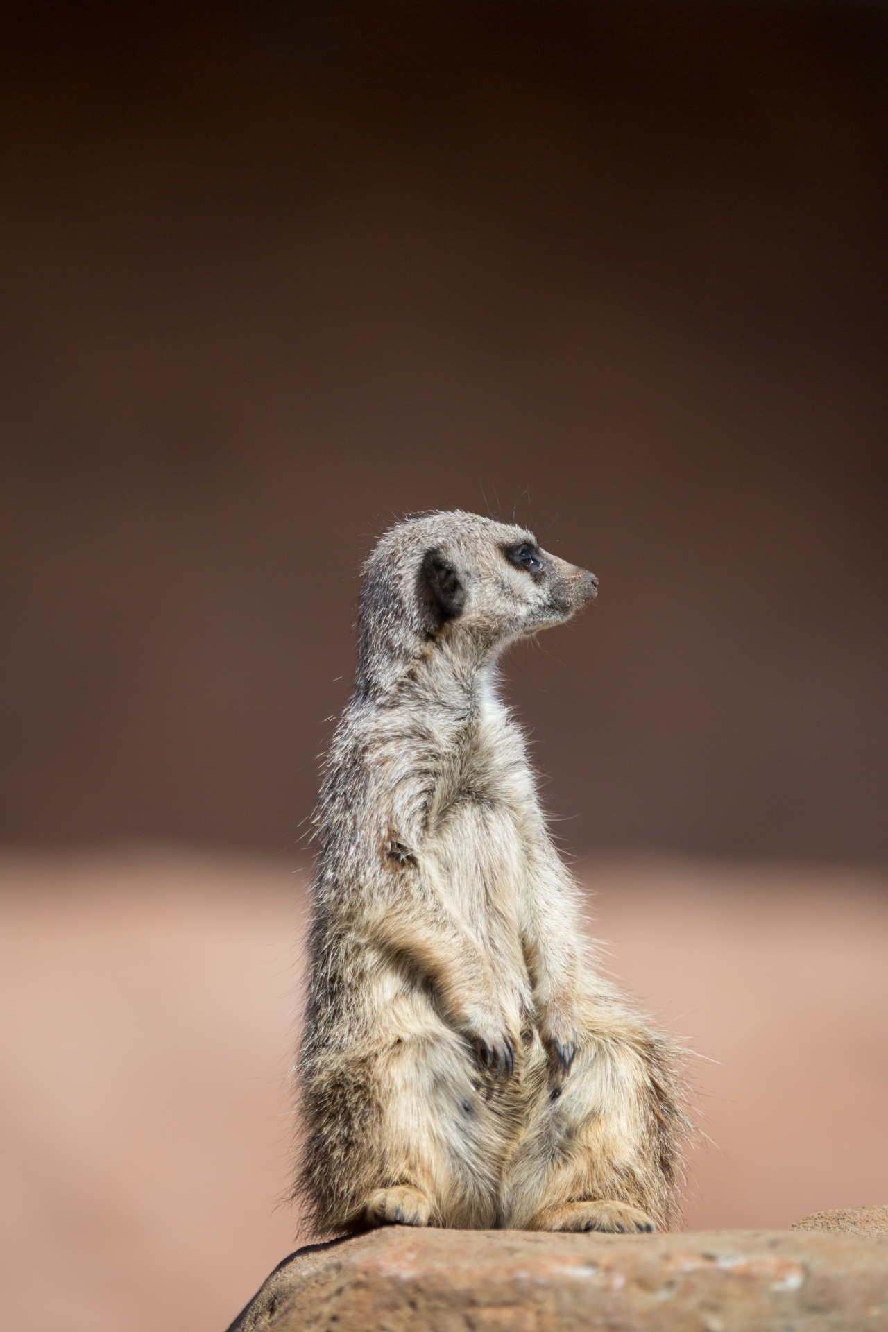 zoo meerkat meercat free photo