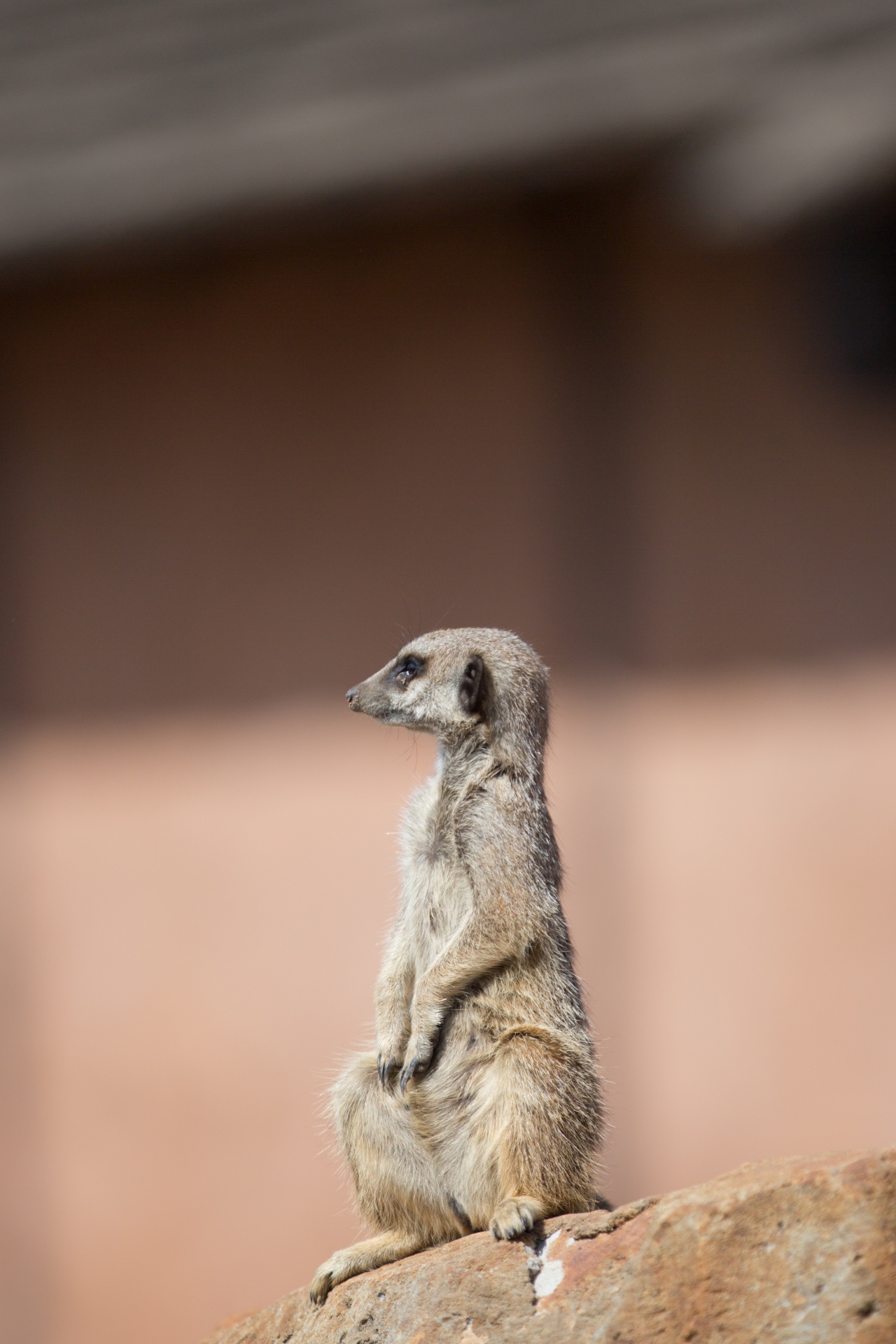 zoo meerkat meercat free photo